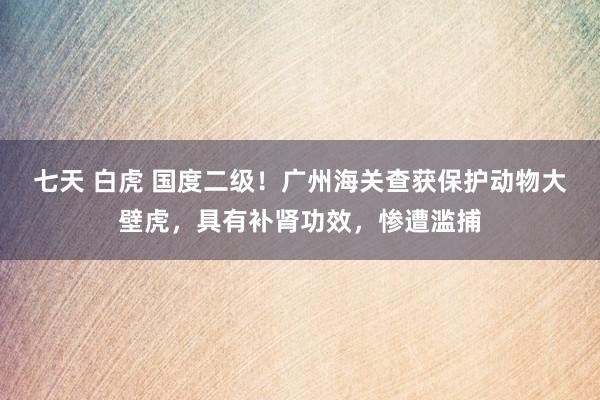 七天 白虎 国度二级！广州海关查获保护动物大壁虎，具有补肾功效，惨遭滥捕